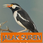 Master Kicau Jalak Suren أيقونة