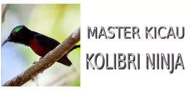 Master Kicau Kolibri Ninja