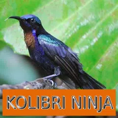 Master Kicau Kolibri Ninja アプリダウンロード