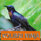 Master Kicau Kolibri Ninja आइकन