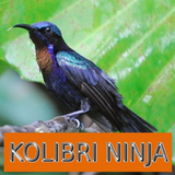 Master Kicau Kolibri Ninja icône