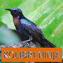 APK Master Kicau Kolibri Ninja