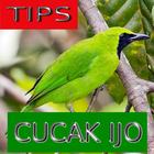 Tips Perawatan Cucak Ijo biểu tượng
