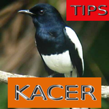 Tips Perawatan Burung Kacer ไอคอน