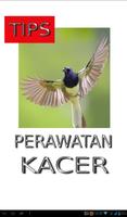 Poster Tips Perawatan Burung Kacer