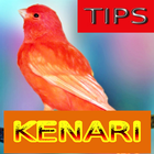 Tips Perawatan Burung Kenari ไอคอน