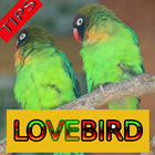 Tips Perawatan Burung Lovebird biểu tượng