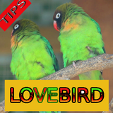 Tips Perawatan Burung Lovebird icône