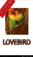 Tips Perawatan Burung Lovebird Affiche
