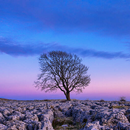 APK Nature HD Wallpaper