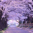 APK Cherry Blossom Live Wallpaper