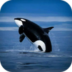 Orca Duvar Kağıdı