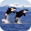 Orca-Hintergrundbild
