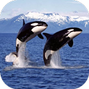 Orca Wallpaper aplikacja