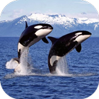 Orca Wallpaper icon