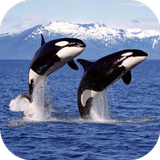 Orca ওয়ালপেপার আইকন
