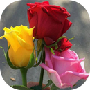 Flowers and Roses GIF Images-APK