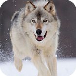 Wolf Live Wallpaper