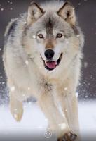 Loup Live Wallpaper Affiche