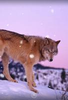 Wolf اسکرین شاٹ 1