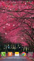 Sakura Cartaz