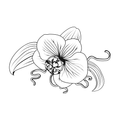 Orchid & Co