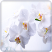 Fleur: orchidée fond d'écran H