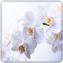 Fleur: orchidée fond d'écran H APK