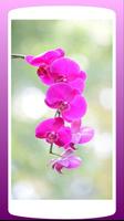 Fleur: orchidée fond d'écran H capture d'écran 1