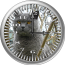 Cat 1 BritishBlue Analog Clock APK