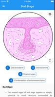 Oral Biology and Pathology screenshot 2