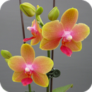 Orchid Wallpaper-APK