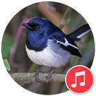 Oriental Magpie-robin Sounds icône