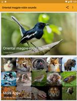 Oriental Magpie-robin Sounds Affiche