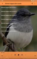 Oriental Magpie-robin Sounds capture d'écran 1