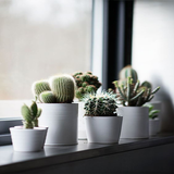 Cactus Guide - Planting Techni