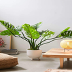 Icona Philodendron Plant Guide