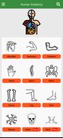 Orthopedic Anatomy Affiche