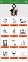 Orthopedic Anatomy poster