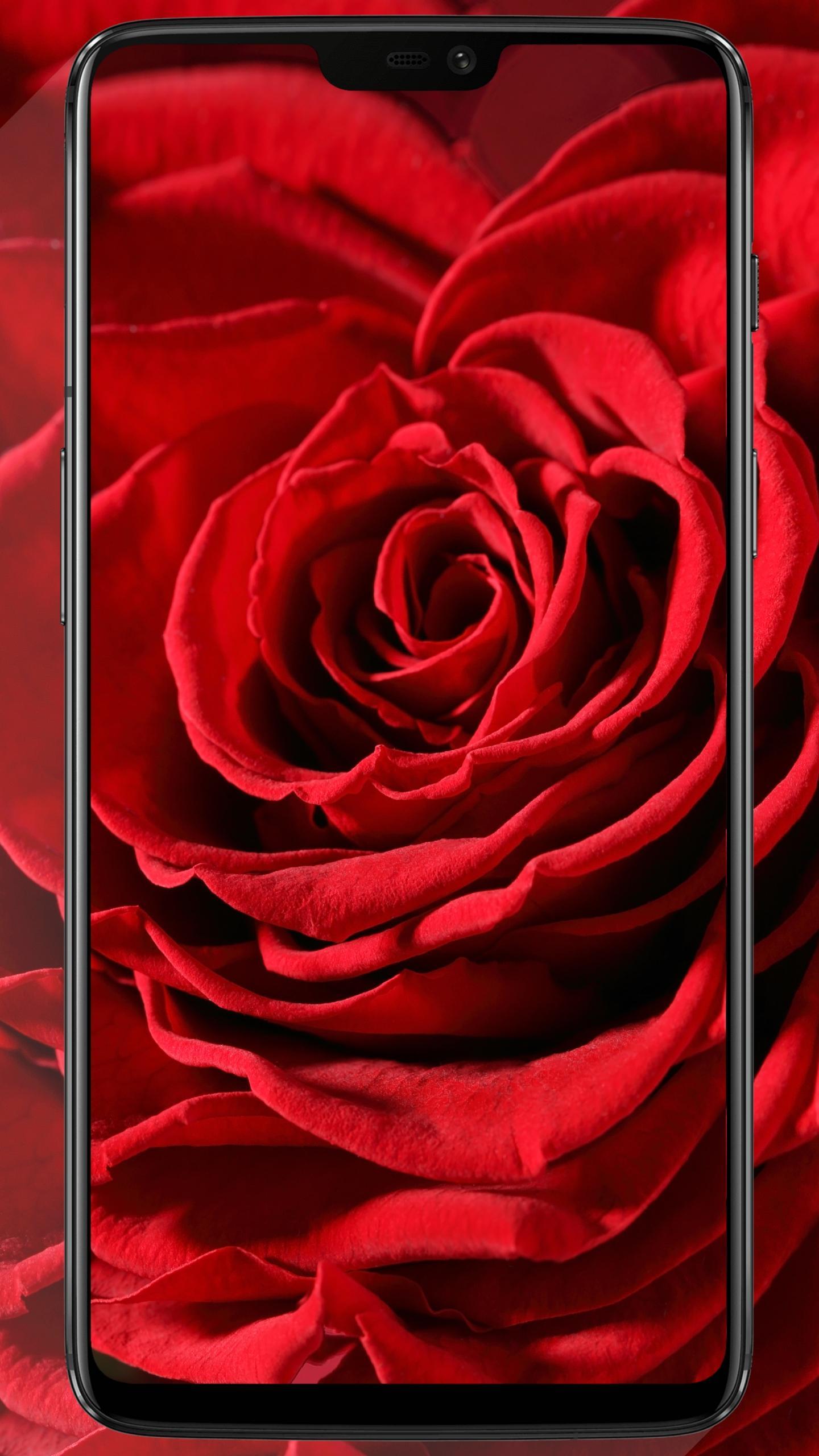 Flower Wallpaper Full HD 4K AMOLED Colorful Flower APK for Android Download Flower Wallpaper Full HD 4K AMOLED Colorful Flower APK for Android Download