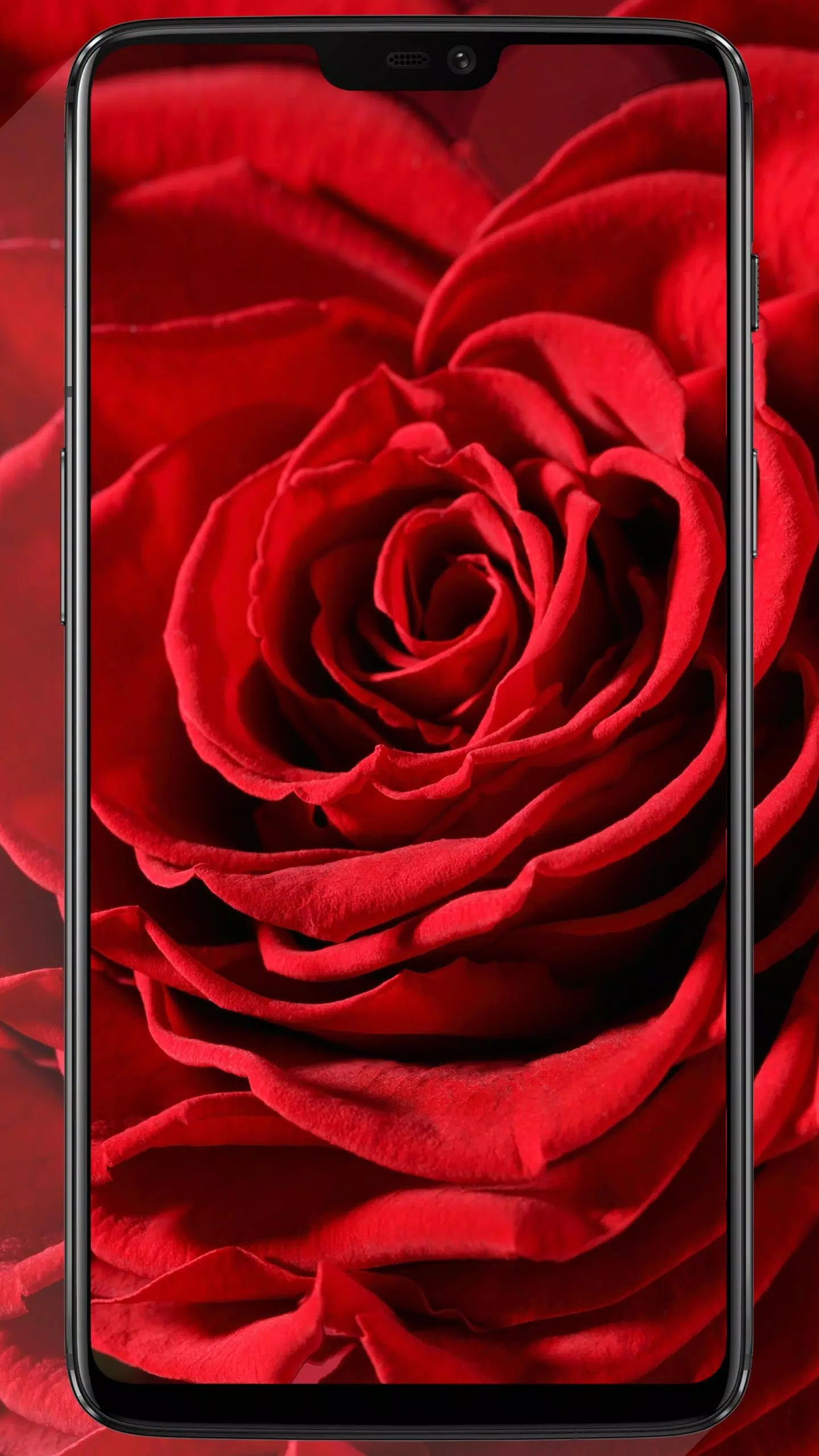 Flower Wallpaper Full Hd 4k Amoled Colorful Flower Apk For Android Download