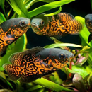 Oscar Fish Care Guide APK