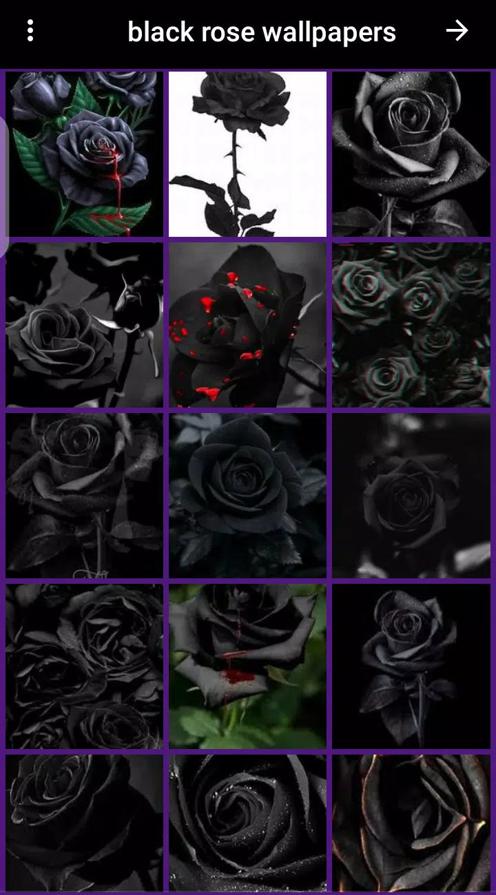 black rose wallpaper APK for Android Download