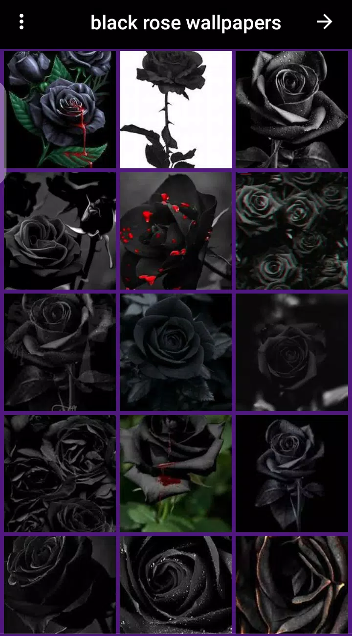 black rose wallpaper APK for Android Download black rose wallpaper APK for Android Download