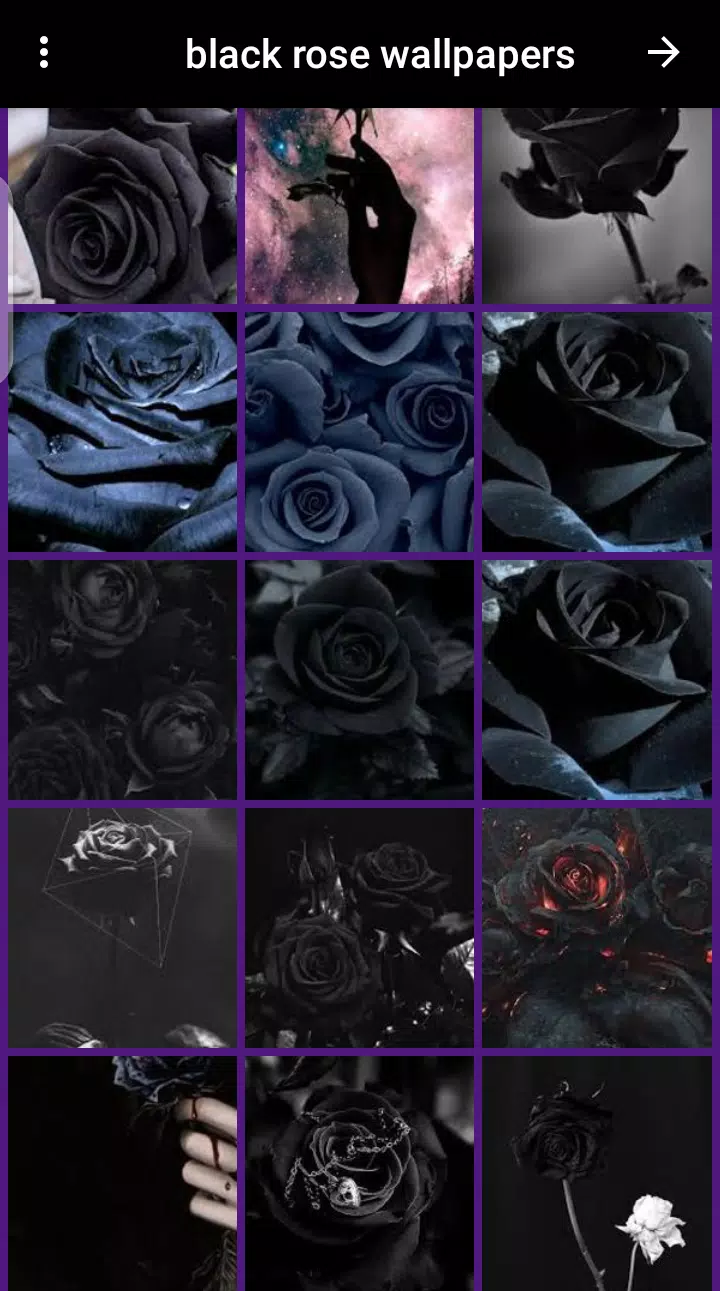 black rose wallpaper APK for Android Download