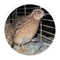 Quail breeding (Guide)