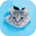 Wallpaper Kucing 4K