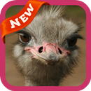 Ostrich Wallpaper APK