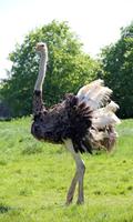 Ostrich Wallpaper bài đăng