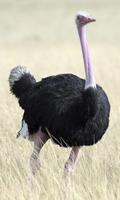 Ostrich Wallpaper ảnh chụp màn hình 1